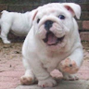 Meet your Posher, Renee